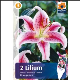 Virághagyma 3, kategória, Liliom Stargazer